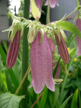 Image of Campanula punctata var. punctata