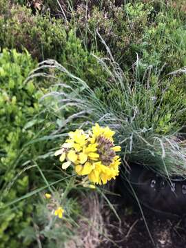 Imagem de Coincya monensis subsp. cheiranthos (Vill.) Aedo, Leadlay & Muñoz Garm.