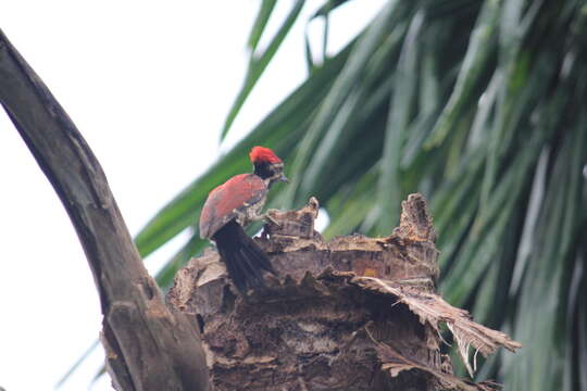 Image of Lesser Crimson-backed Flameback