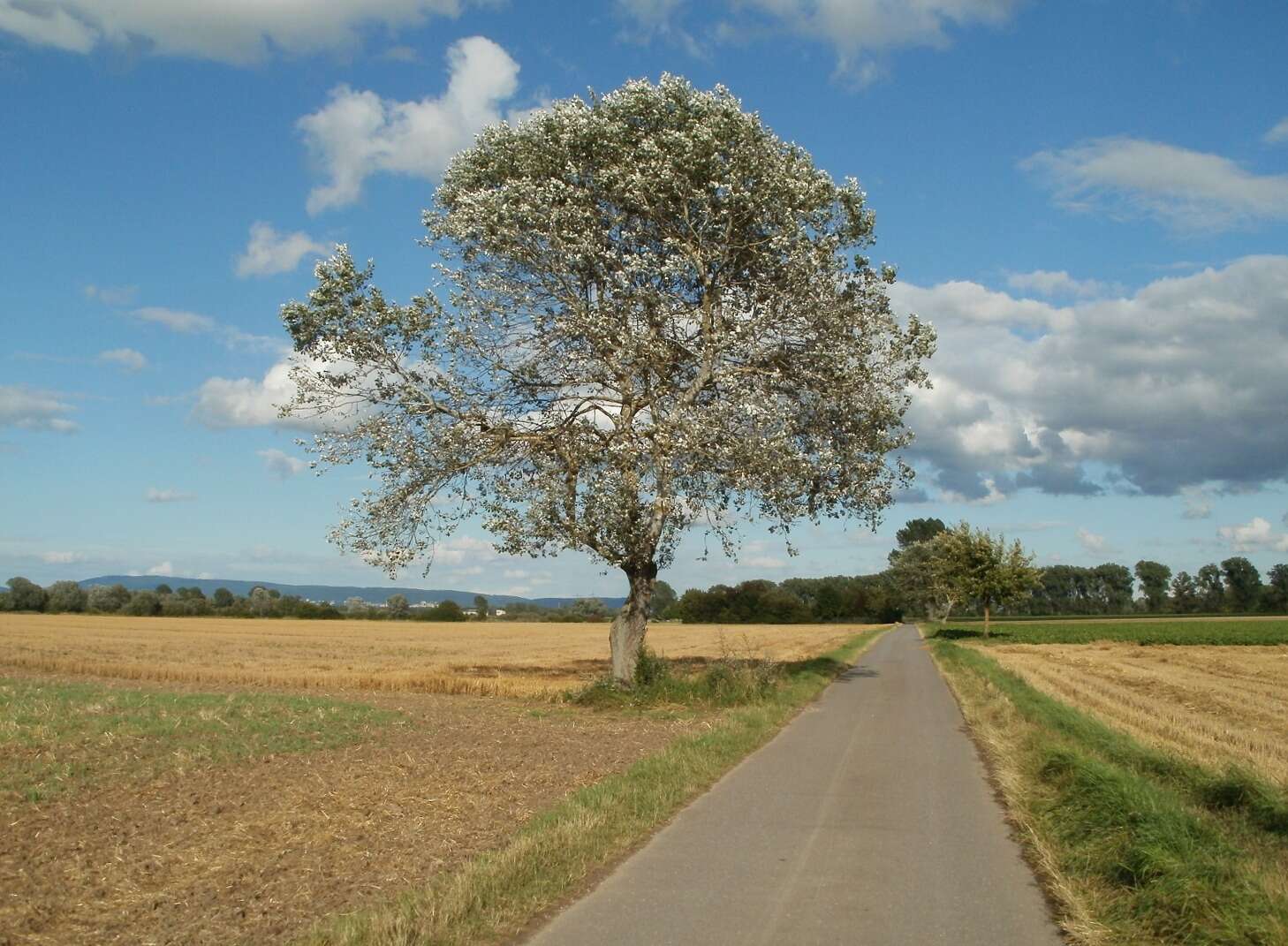 Image of White Poplar