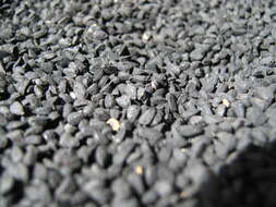 Image of black cumin