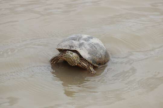 Image of Big Bend Slider