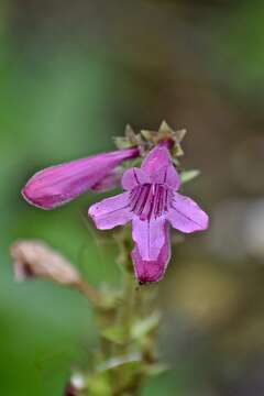 Image of Heller's beardtongue