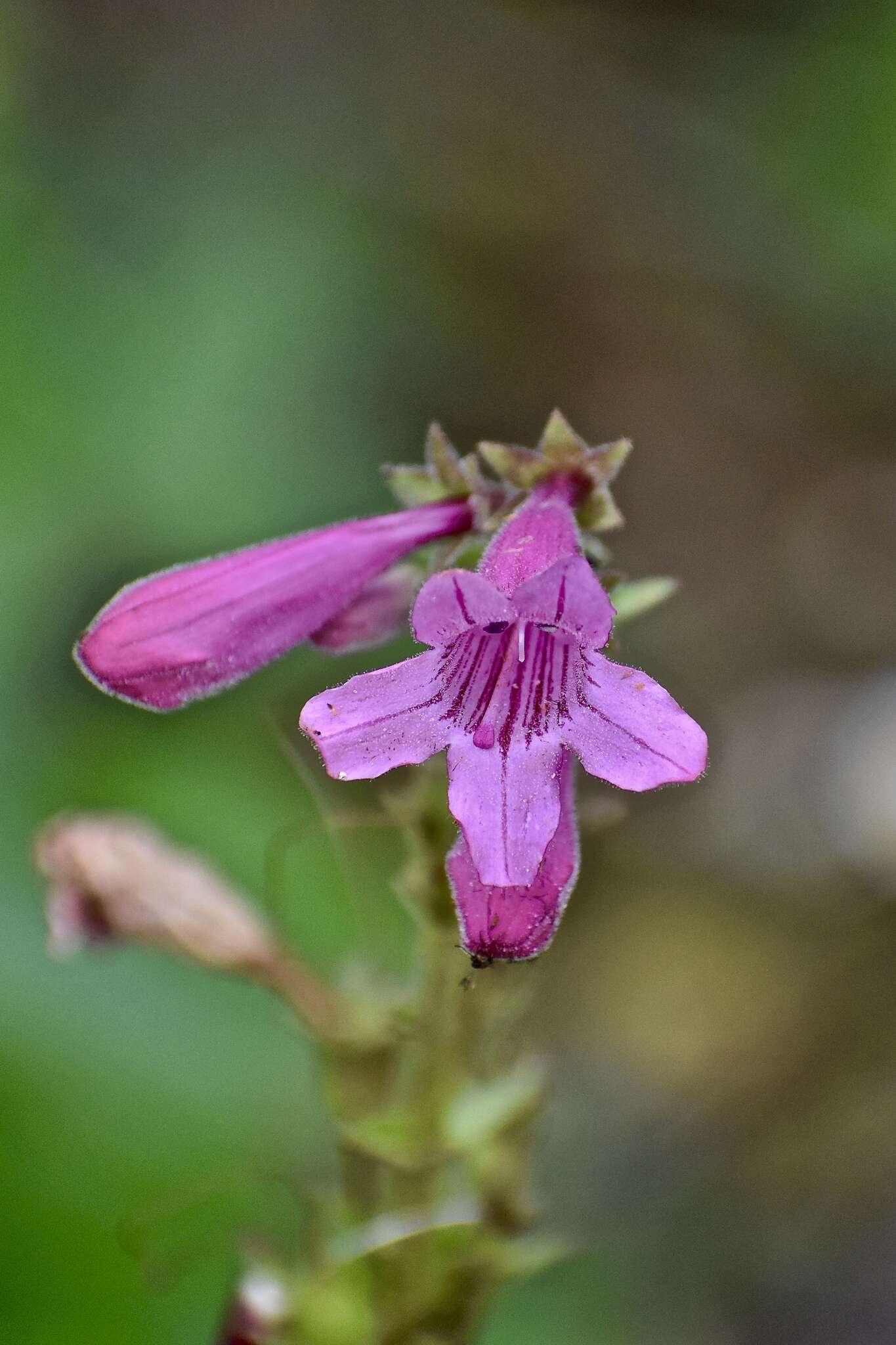 Слика од Penstemon triflorus Heller