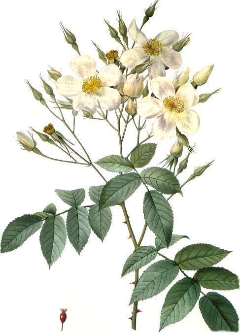 Rosa moschata J. Herrmann的圖片