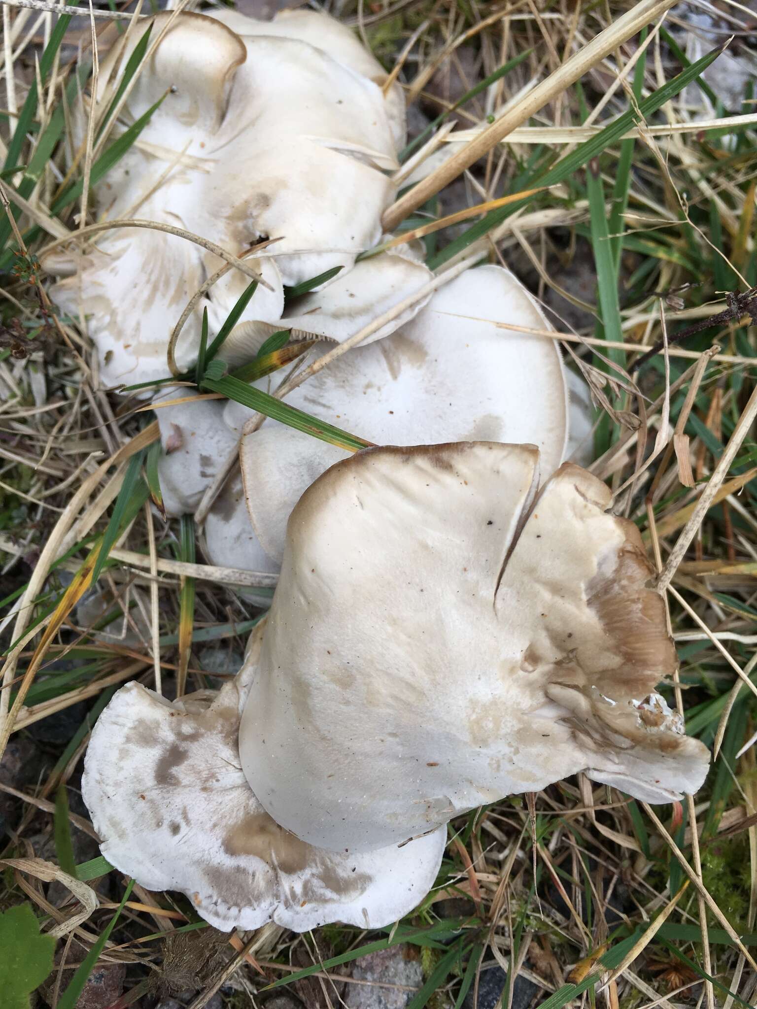 Image of Leucocybe