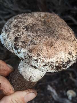 Image of Tricholoma manzanitae T. J. Baroni & Ovrebo 1983