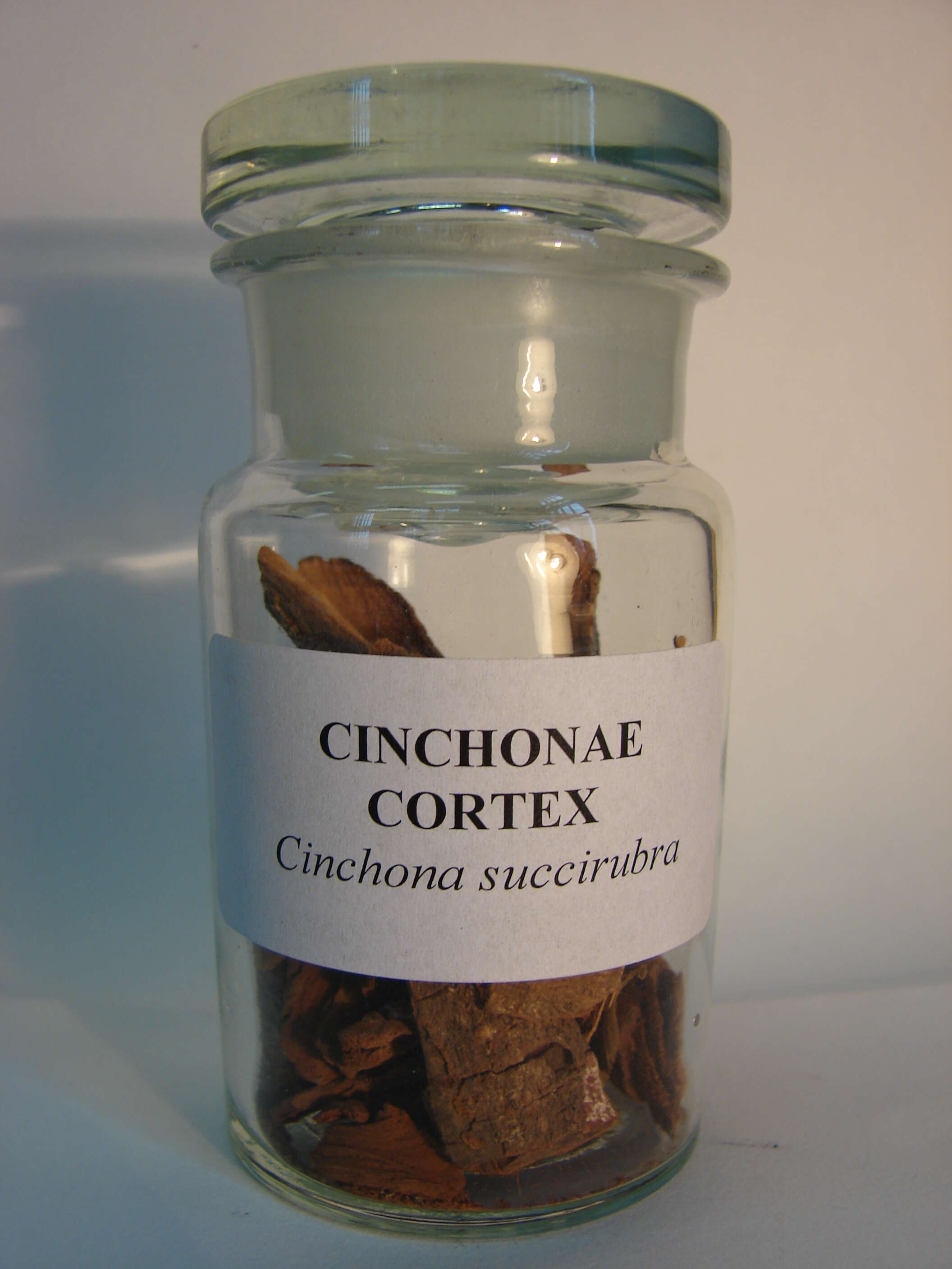 Слика од Cinchona pubescens Vahl