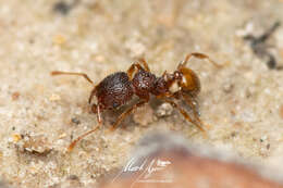 Image of Pheidole longiceps doddi Forel 1910