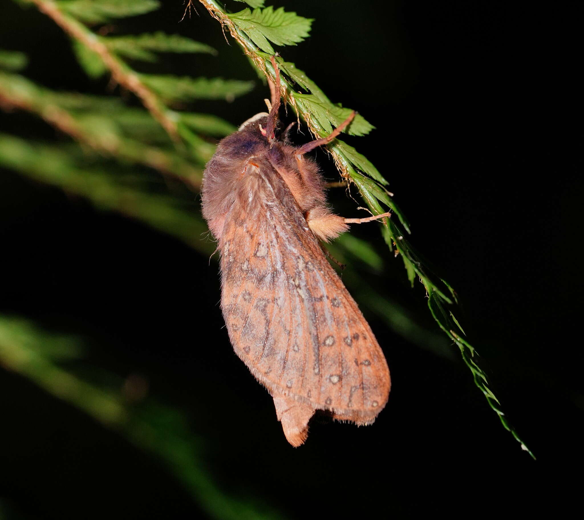 Image of Oxycanus subvaria Walker 1856