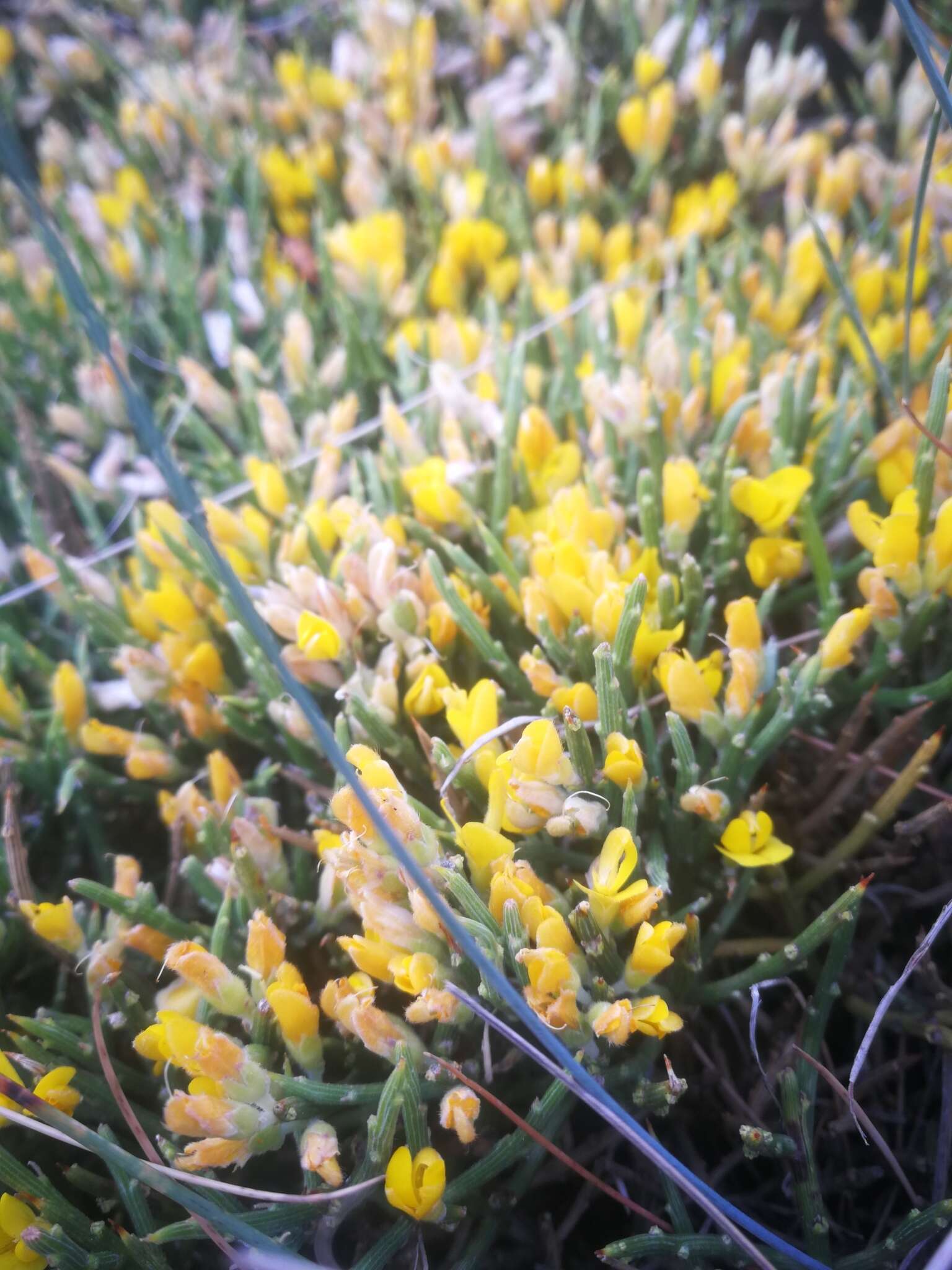 Imagem de Genista sanabrensis Valdes Brem. et al.