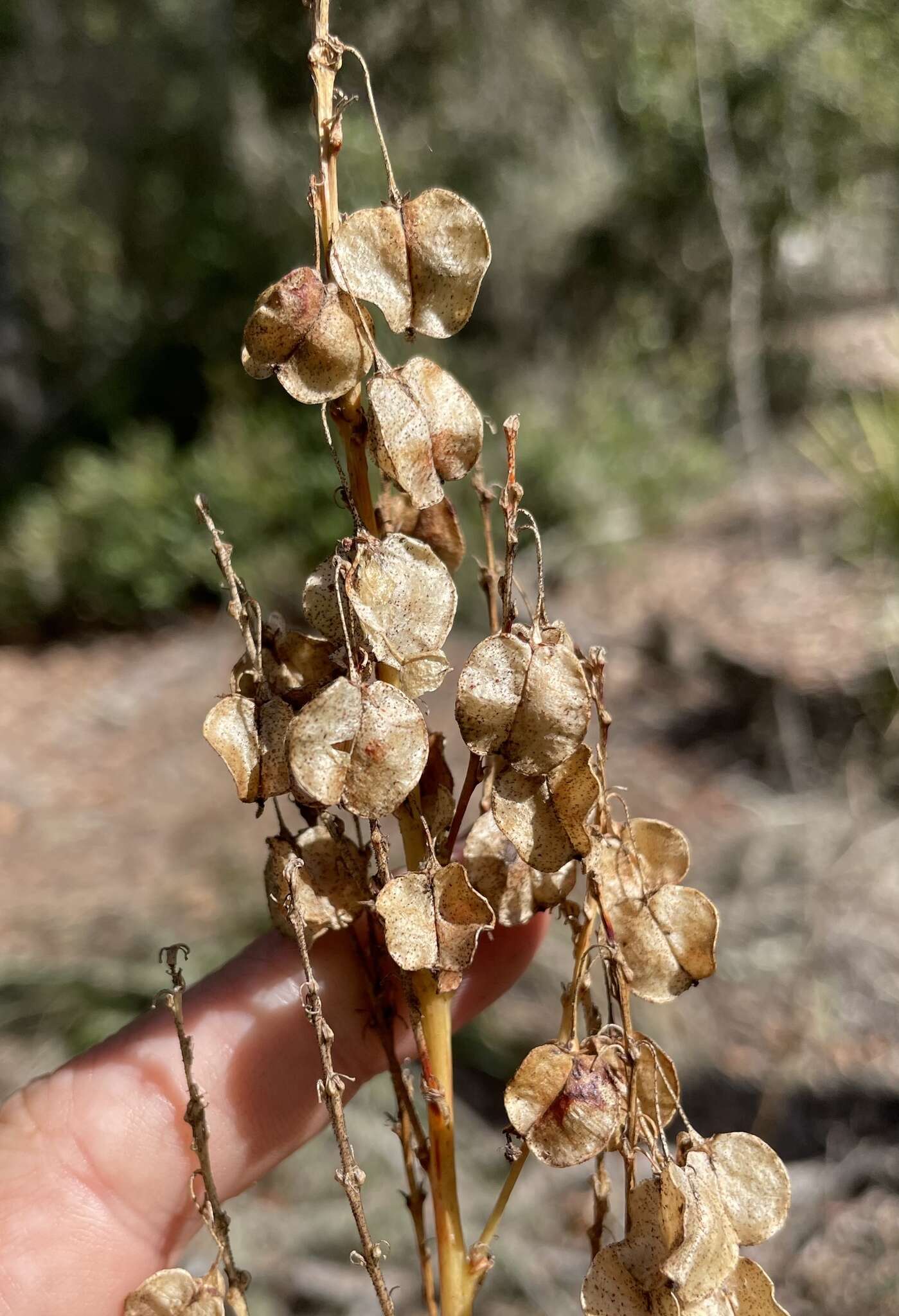 Image of Britton's beargrass