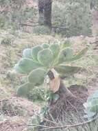 Image of Aeonium hierrense (Murr.) J. Pitard & L. Proust