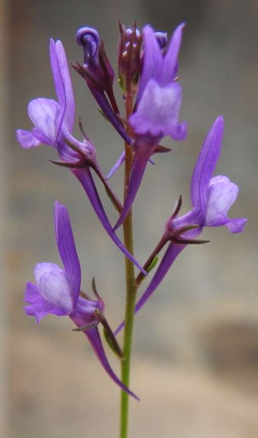 Sivun Linaria pelisseriana (L.) Mill. kuva