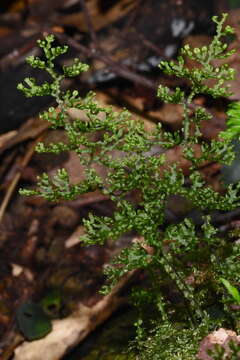 Hymenophyllum fimbriatum J. Sm. resmi