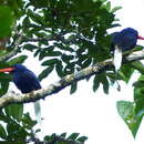Image of Cobalt Paradise Kingfisher