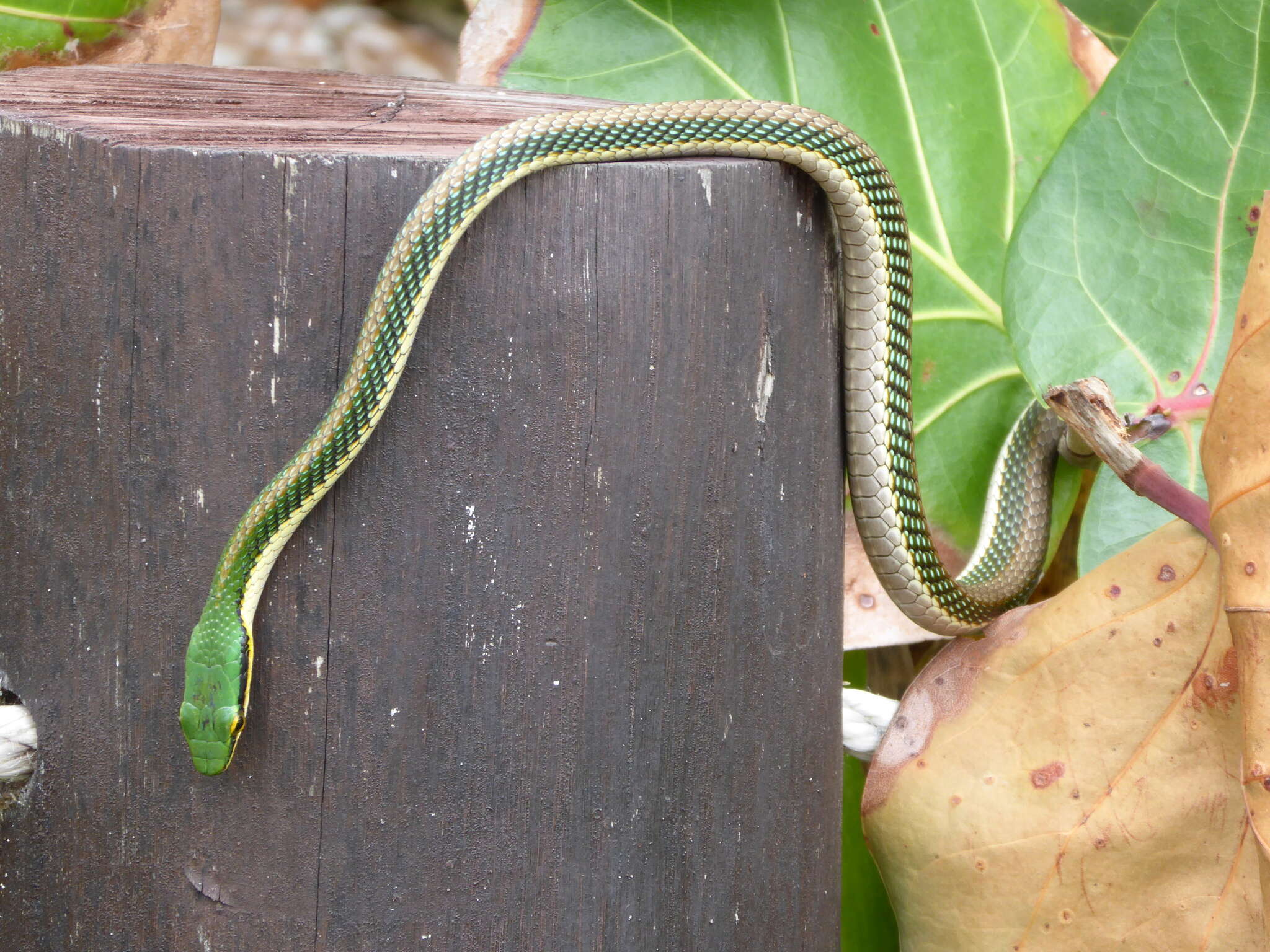 Image of Mexican Parrot Snake