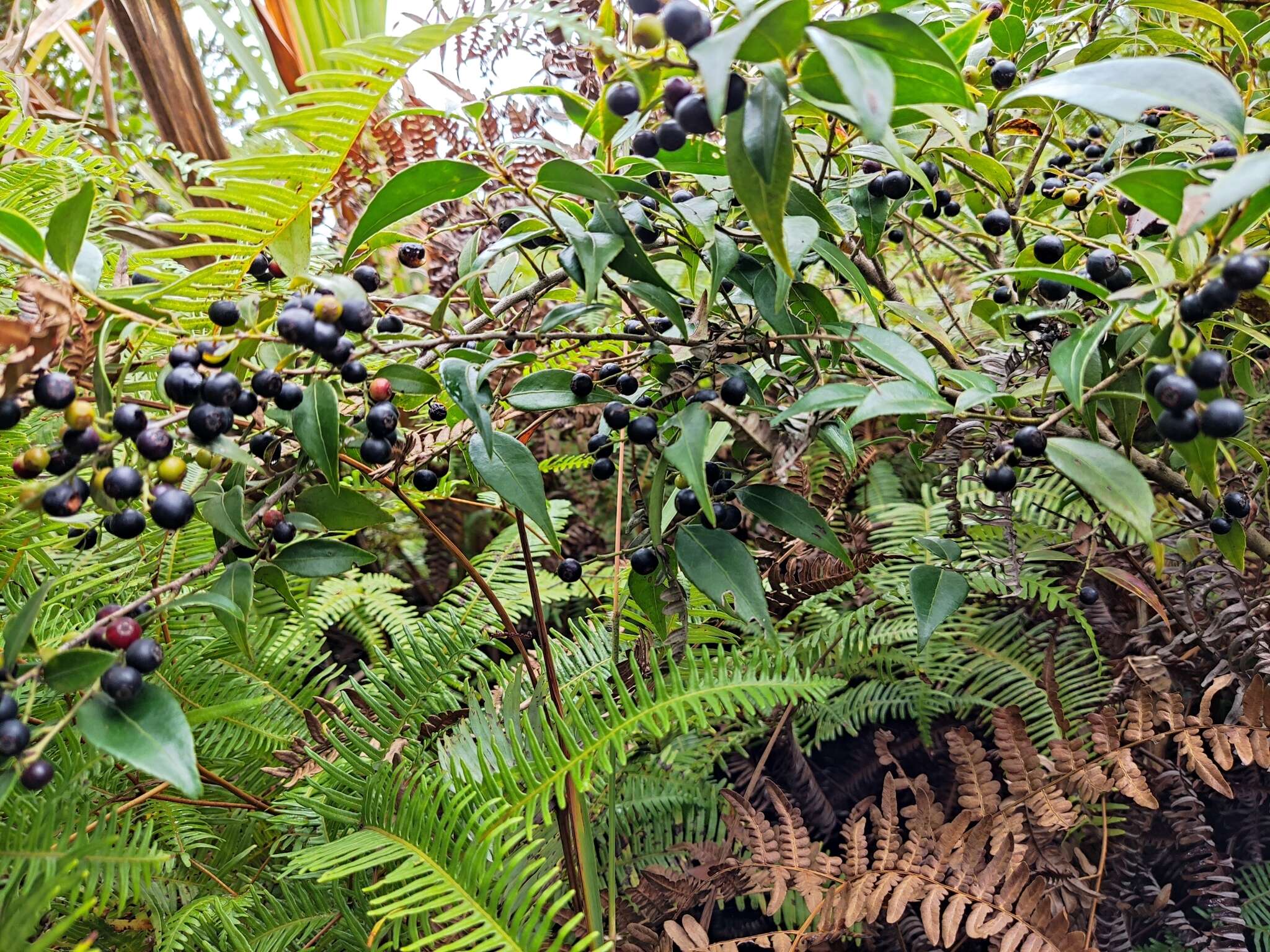 Image of Vaccinium carlesii Dunn