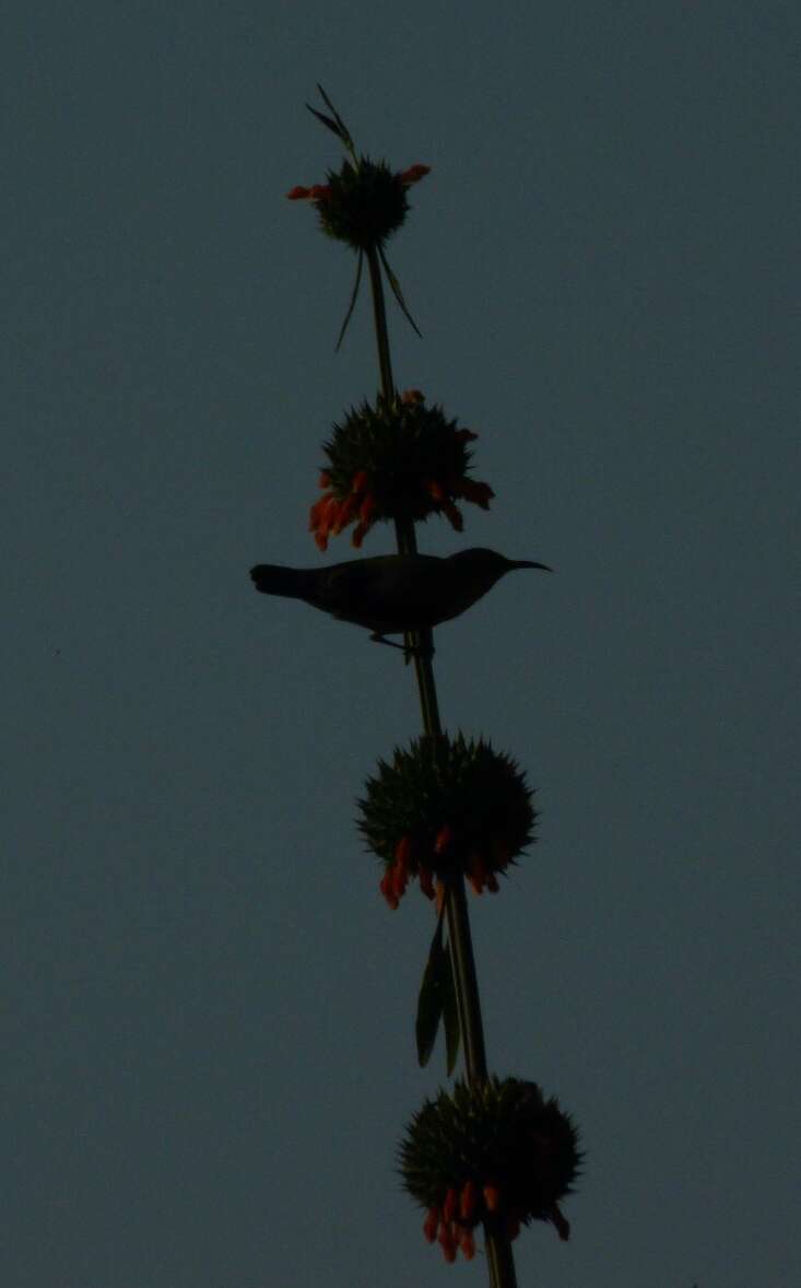 Image of Christmas candlestick