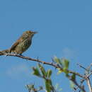 Image of Prinia maculosa maculosa (Boddaert 1783)