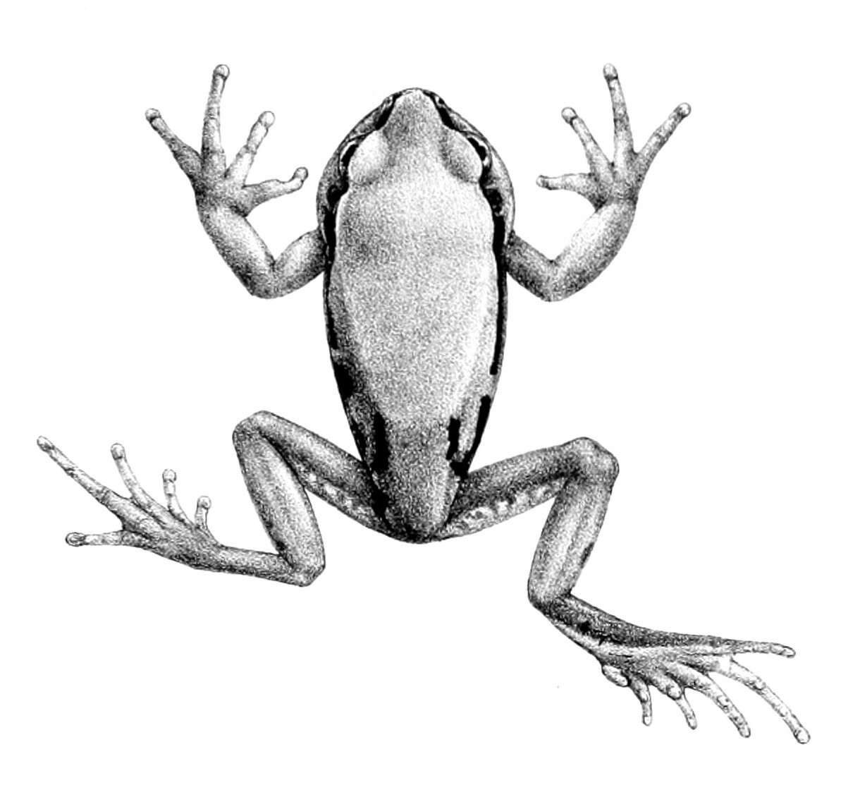 Image de Leptopelis gramineus (Boulenger 1898)