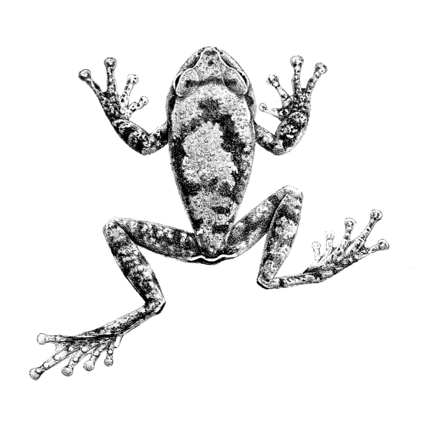 Image de Leptopelis vannutellii (Boulenger 1898)