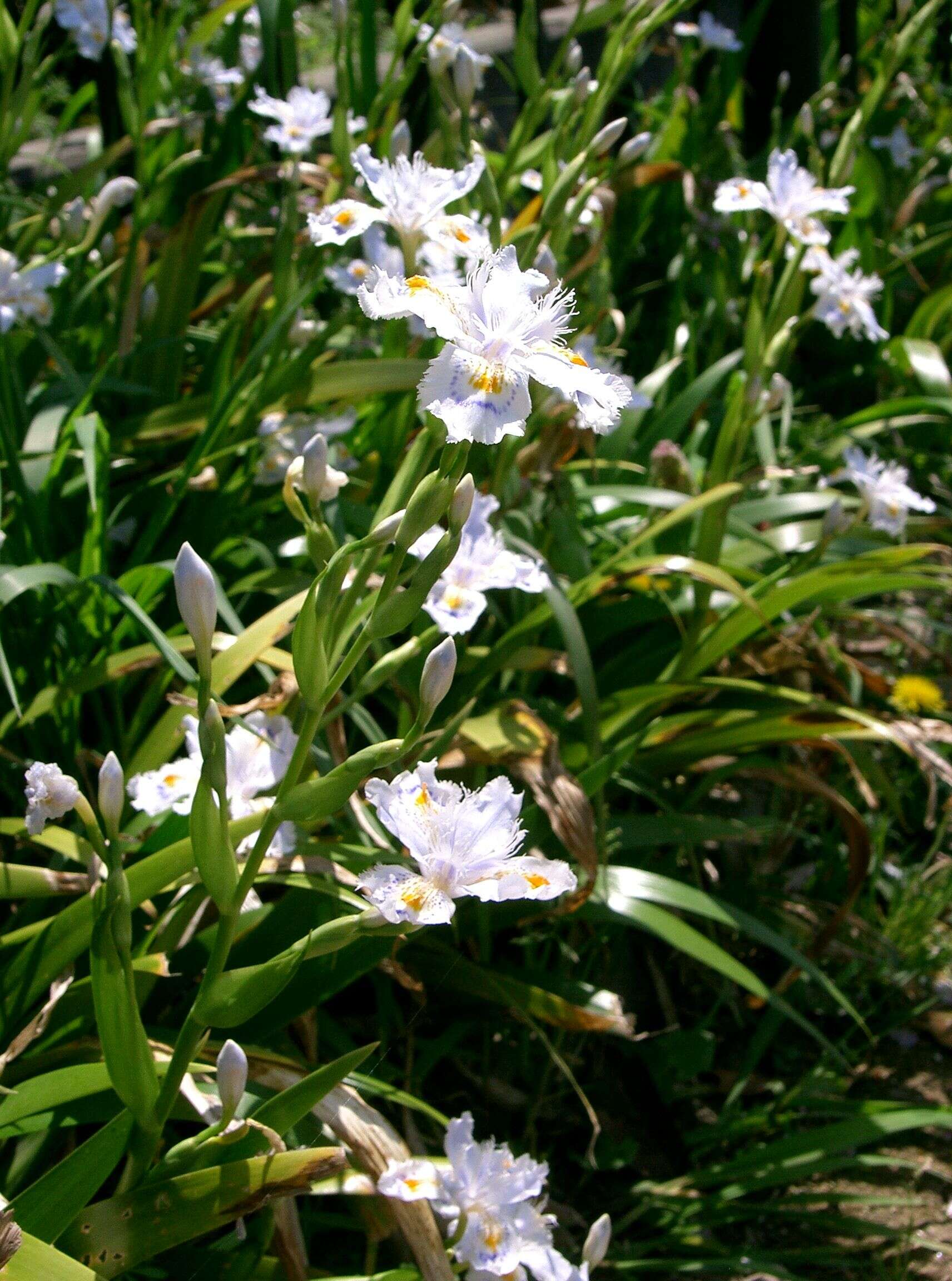 Sivun Iris japonica Thunb. kuva