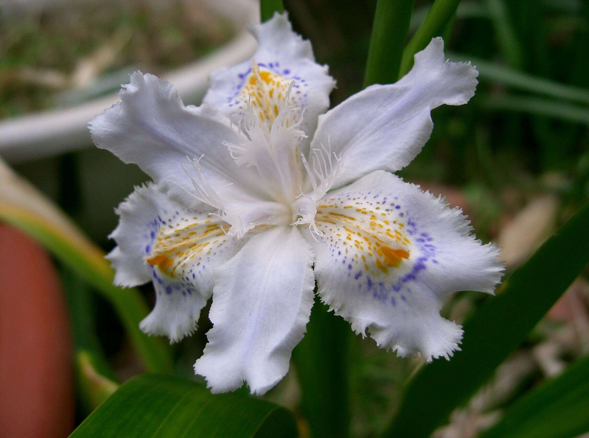 Sivun Iris japonica Thunb. kuva