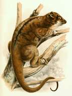 Image of Goldon Ringtail Possum