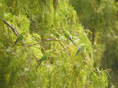 Image of Mountain Parakeet