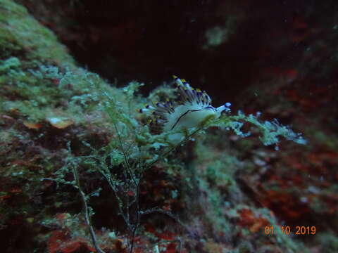 Coryphellina rubrolineata O'Donoghue 1929 resmi