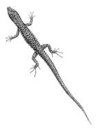 Image of Sphenomorphus annectens (Boulenger 1897)