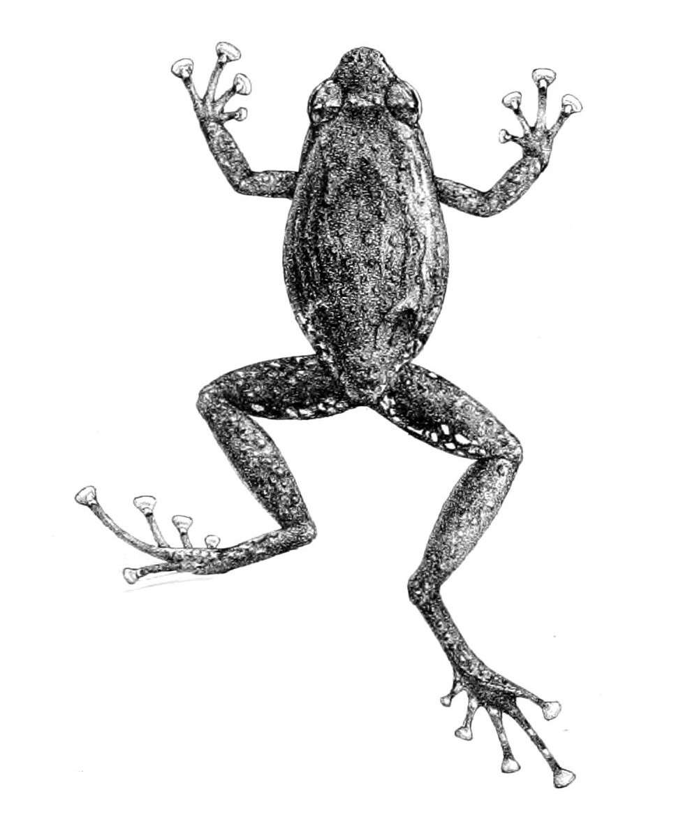 Image of Cophixalus verrucosus (Boulenger 1898)