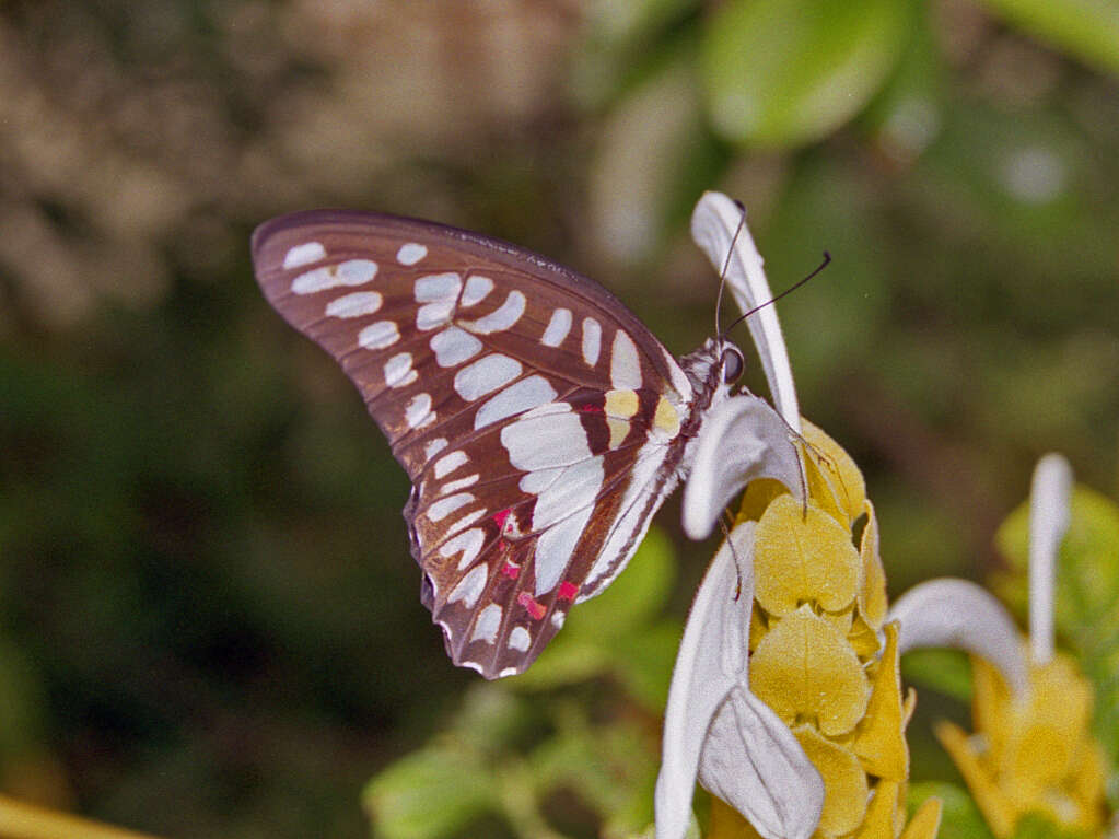 Graphium eurypylus (Linnaeus 1758) resmi