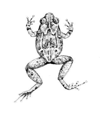 Image of Cophixalus ateles (Boulenger 1898)