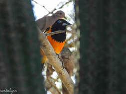 Icterus icterus (Linnaeus 1766) resmi