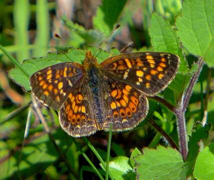 Image of Pearl Crescent