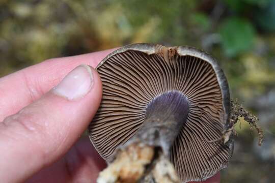 Image of Cortinarius subolivascens A. H. Sm. 1944