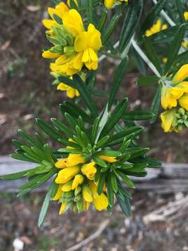 Imagem de Genista linifolia L.