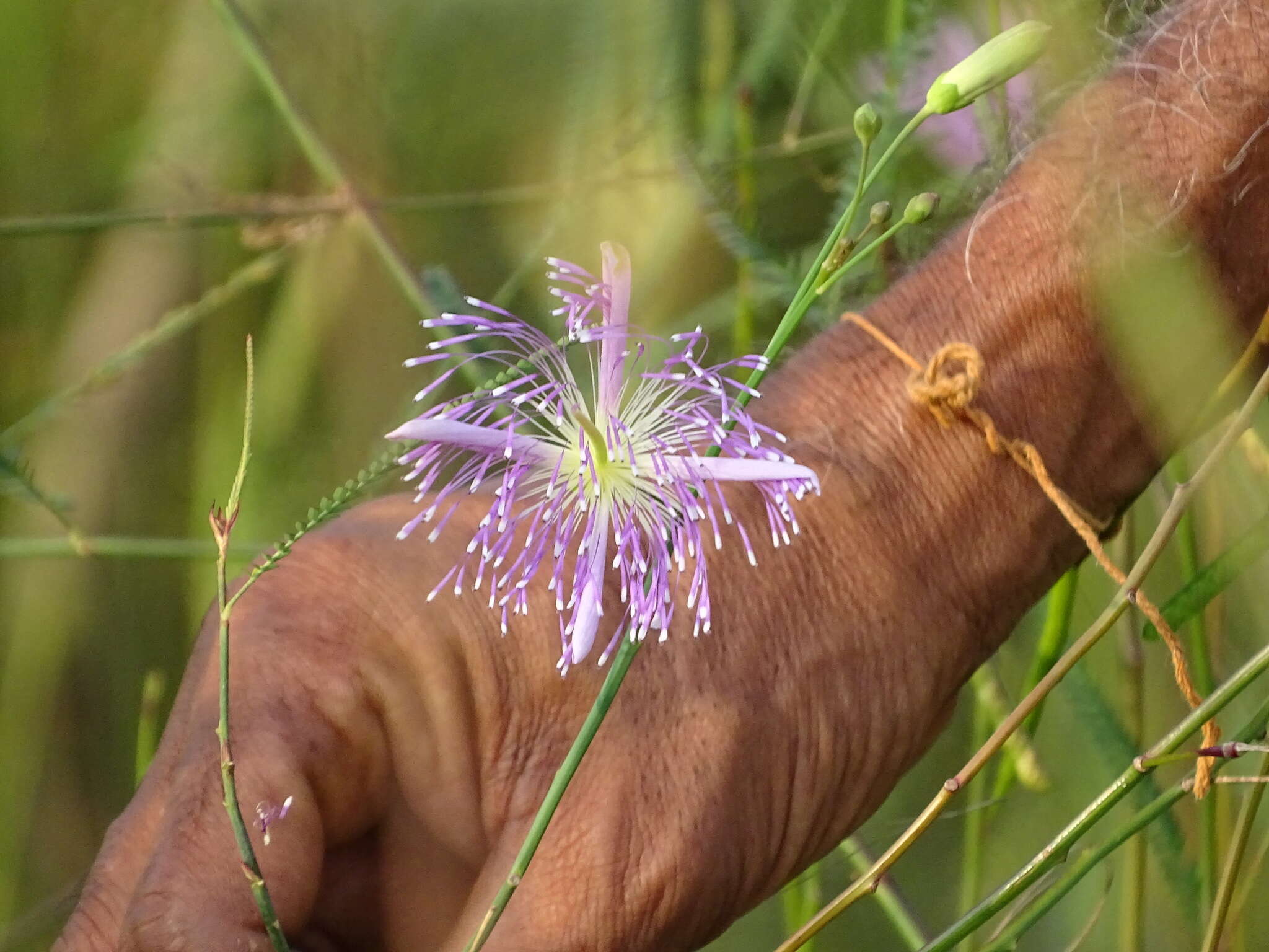 Image of Corynandra chelidonii (L. fil.) Cochrane & Iltis