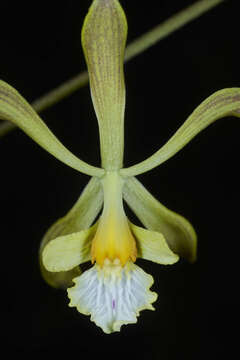 Image of Encyclia adenocarpa (Lex.) Schltr.