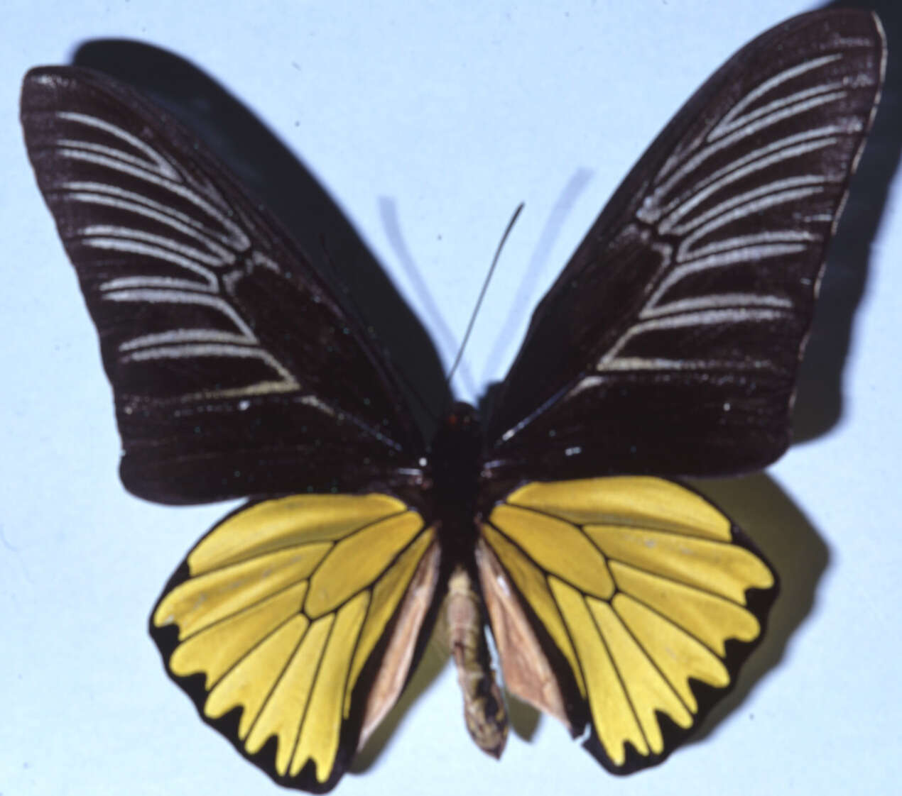 Image of Troides magellanus (Felder & Felder 1862)