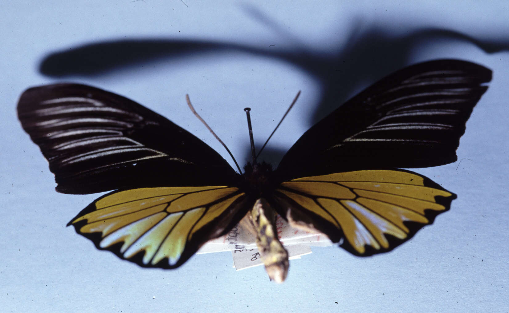 Image of Troides magellanus (Felder & Felder 1862)