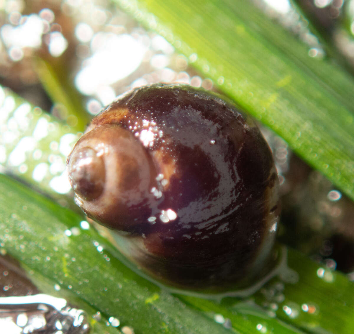 Image of chink snails