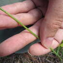 Image of Southern lady's tresses