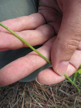 Image of Southern lady's tresses