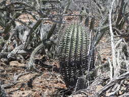 صورة Ferocactus peninsulae (F. A. C. Weber) Britton & Rose