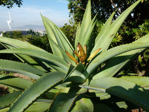 Image of Dune Aloe