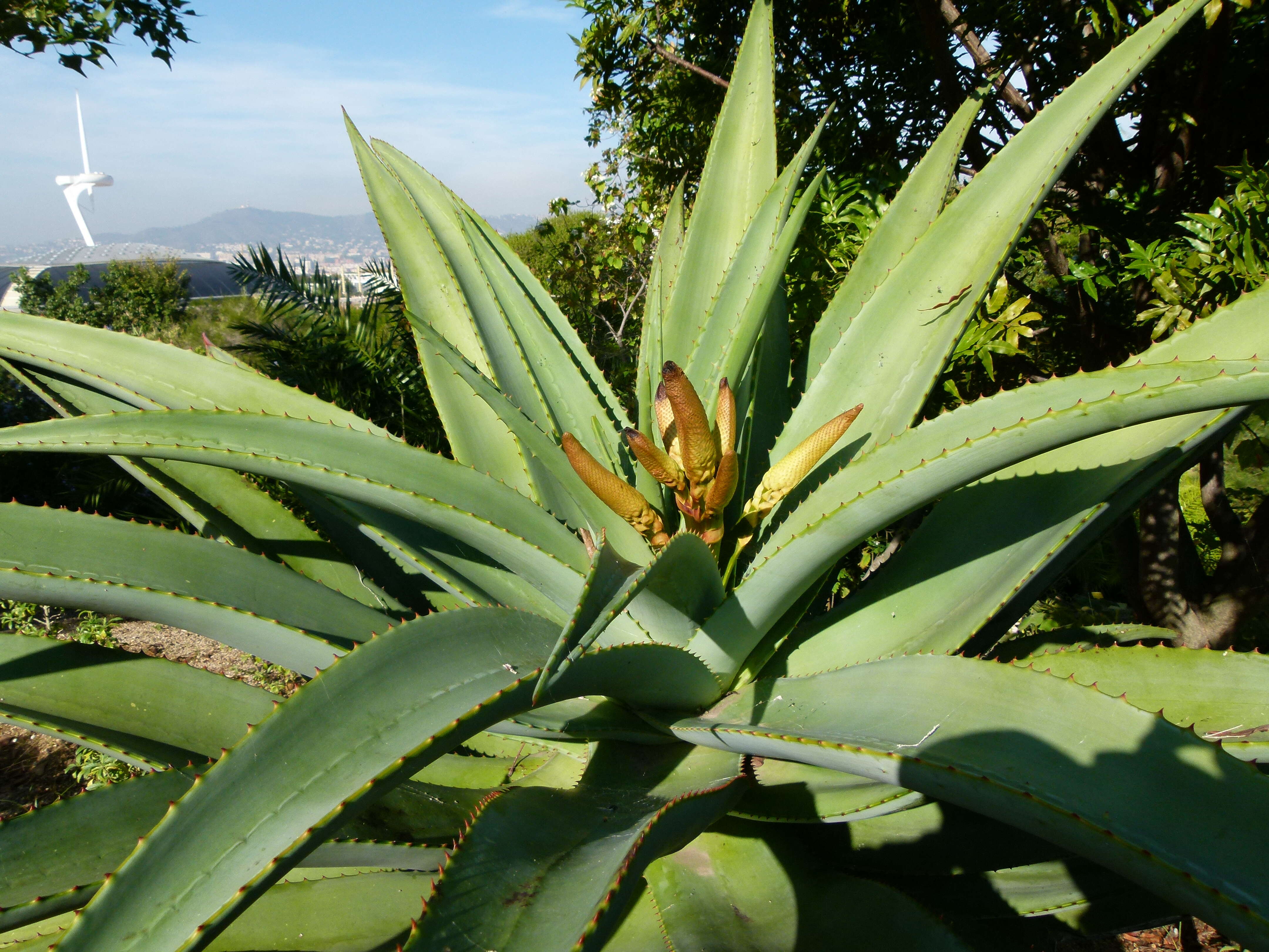 Plancia ëd Aloe thraskii Baker