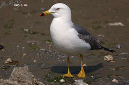 Image of Black-tailed Gull